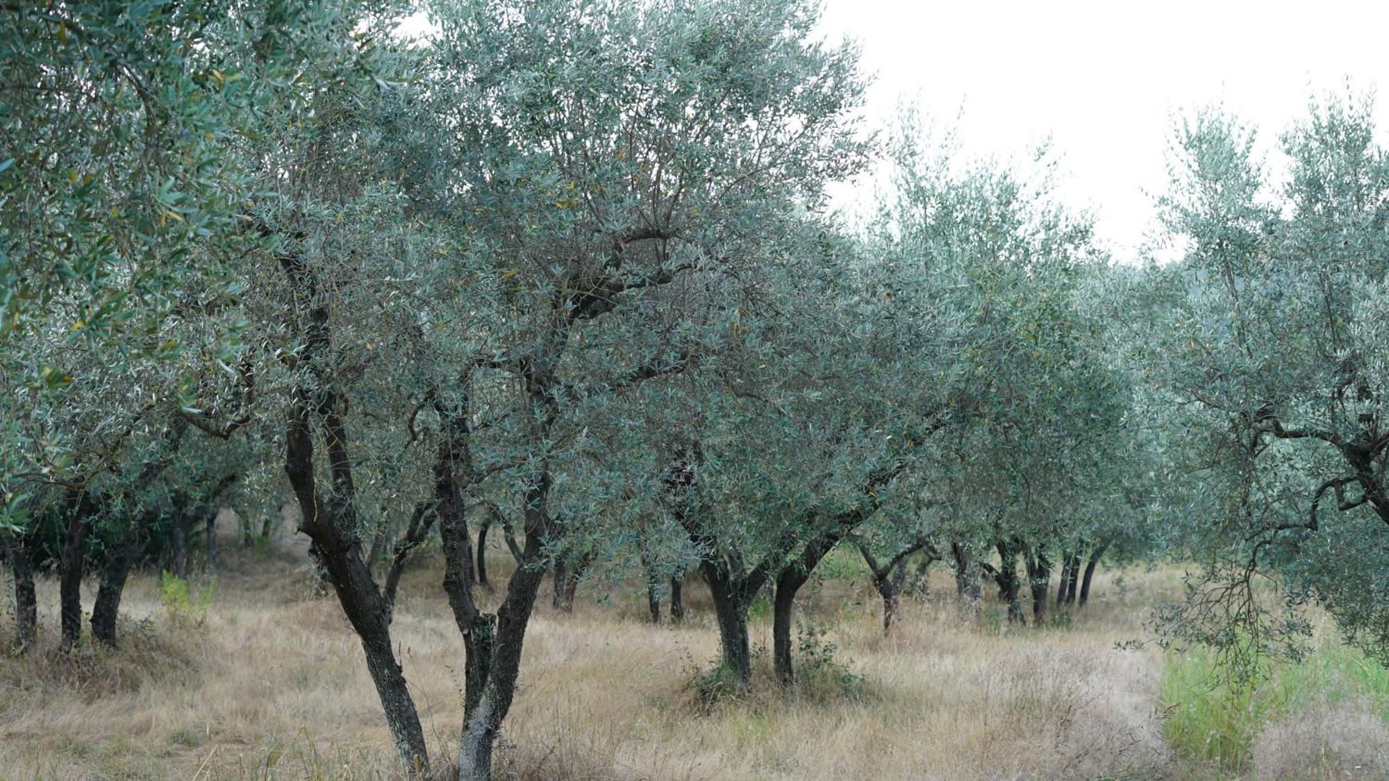 Villa Salviati Prato  Esterno foto